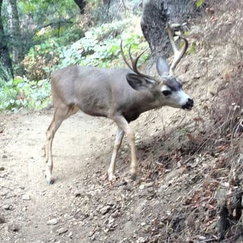 El Prieto Trail - Beautiful young buck - Hiking Near Me - Pasadena, California