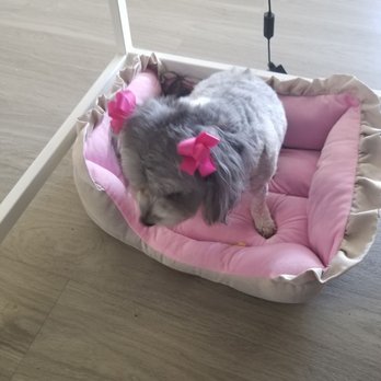 A Gentle Touch Mobile Pet Grooming - Pet Groomers Near Me - Irving, Texas A Gentle Touch Mobile Pet Grooming - Pet Groomers Near Me - Irving, Texas