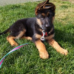 Gunnar and his floppy ears he has yet to grow into! Gunnar and his floppy ears he has yet to grow into!