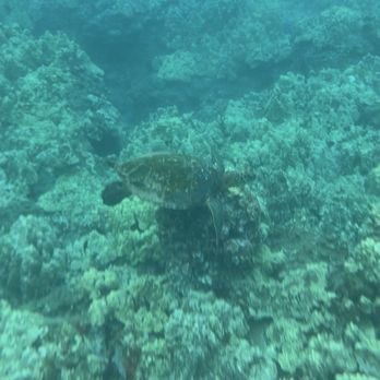 PacWhale Eco-Adventures - Tours Near Me - Wailuku, Hawaii PacWhale Eco-Adventures - Tours Near Me - Wailuku, Hawaii