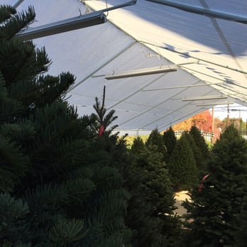 M-Squared Christmas Trees - Christmas Trees Near Me - North Highlands, California M-Squared Christmas Trees - Christmas Trees Near Me - North Highlands, California