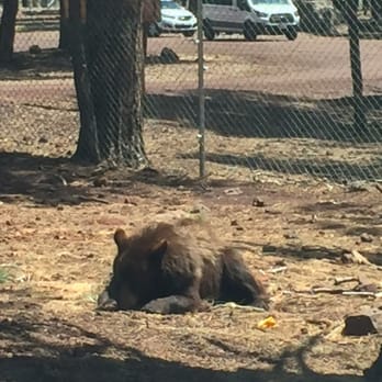 Bearizona - Munch munch munch - Zoos Near Me - Williams, Arizona Bearizona - Munch munch munch - Zoos Near Me - Williams, Arizona