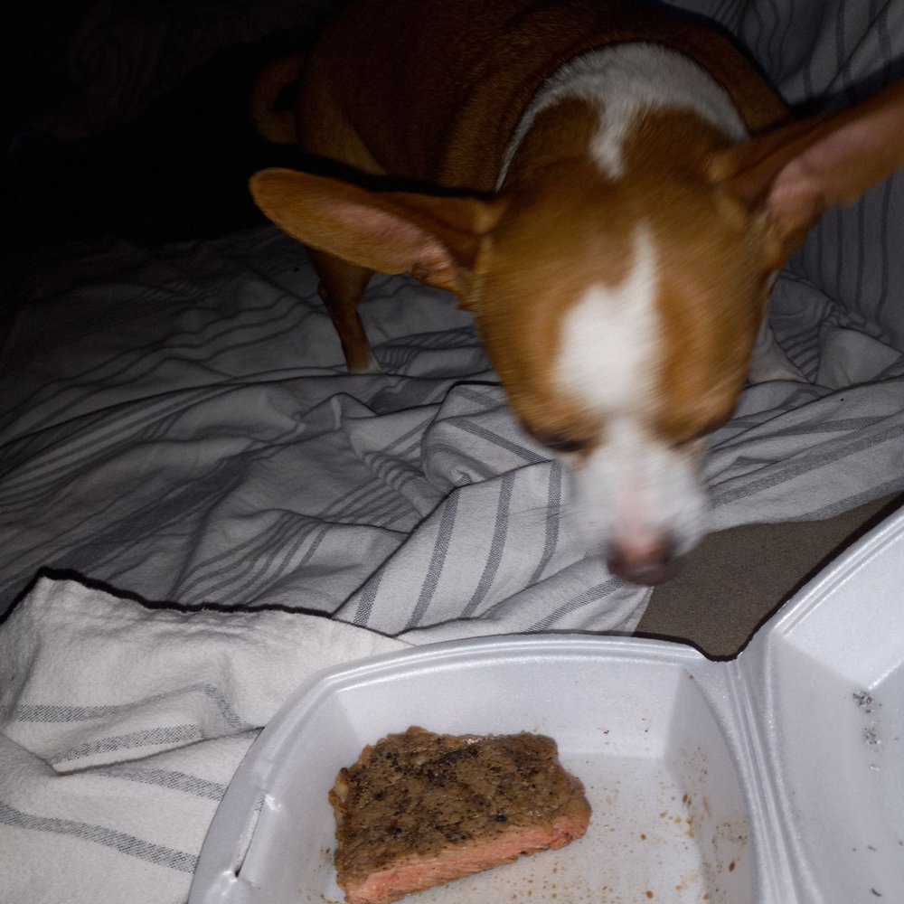 The Clubhouse - Dog still won't eat it - Sports Bars Near Me - Affton, Missouri The Clubhouse - Dog still won't eat it - Sports Bars Near Me - Affton, Missouri