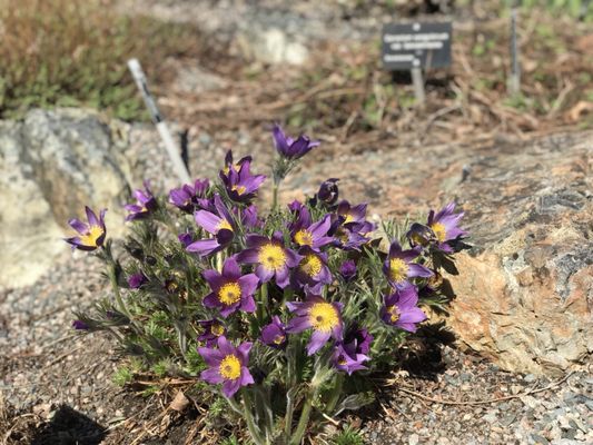 Memorial University Botanical Garden by null