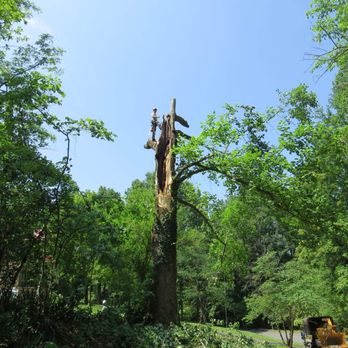 Brandon Tree Care - Monster Tulip poplar - Tree Services Near Me Brandon Tree Care - Monster Tulip poplar - Tree Services Near Me
