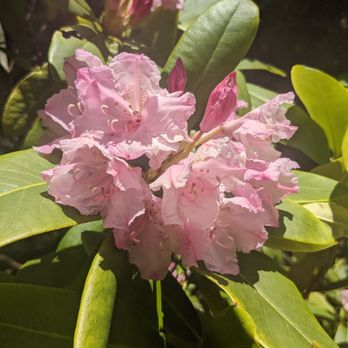 Regional Parks Botanic Garden at Tilden - Botanical Gardens Near Me - Berkeley, California