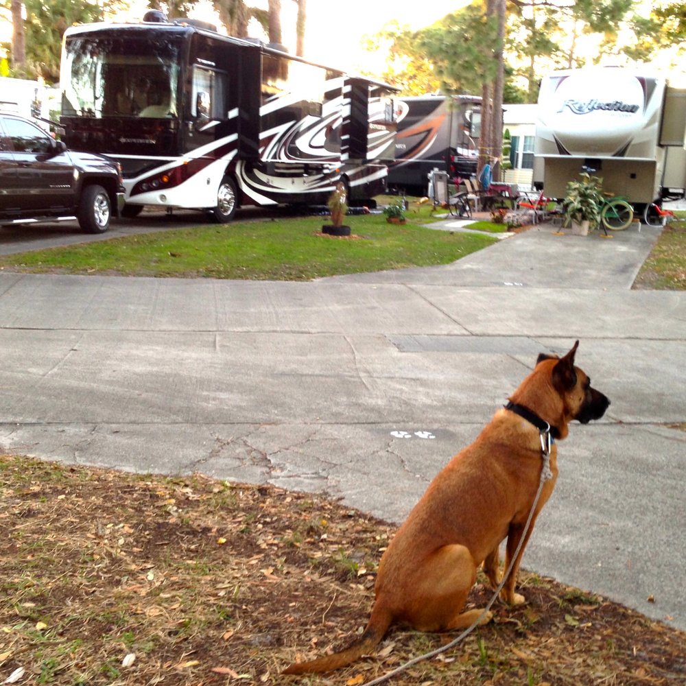 Encore Sunshine Travel - Chop - working the neighborhood watch - RV Parks Near Me - Vero Beach, Florida Encore Sunshine Travel - Chop - working the neighborhood watch - RV Parks Near Me - Vero Beach, Florida