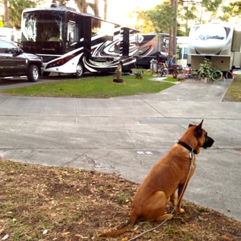 Encore Sunshine Travel - Chop - working the neighborhood watch - RV Parks Near Me - Vero Beach, Florida