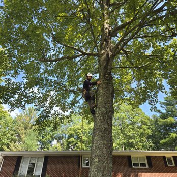 Precision Cutz Tree Services - Tree Services Near Me - Coeburn, Virginia Precision Cutz Tree Services - Tree Services Near Me - Coeburn, Virginia