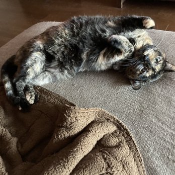 Private Animal Care - My fur baby showing Dr. Burns how much better she is feeling. Thank you!!!! - Veterinarians Near Me - Los Angeles, California Private Animal Care - My fur baby showing Dr. Burns how much better she is feeling. Thank you!!!! - Veterinarians Near Me - Los Angeles, California