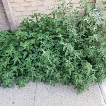 Great North Property Management - More weeds - Property Management Near Me - Boston, Massachusetts Great North Property Management - More weeds - Property Management Near Me - Boston, Massachusetts