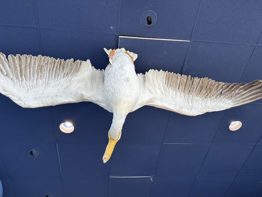 Museum of Natural History by null