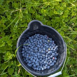 Agrobliss Farms - Almost full in 1/2 hour!