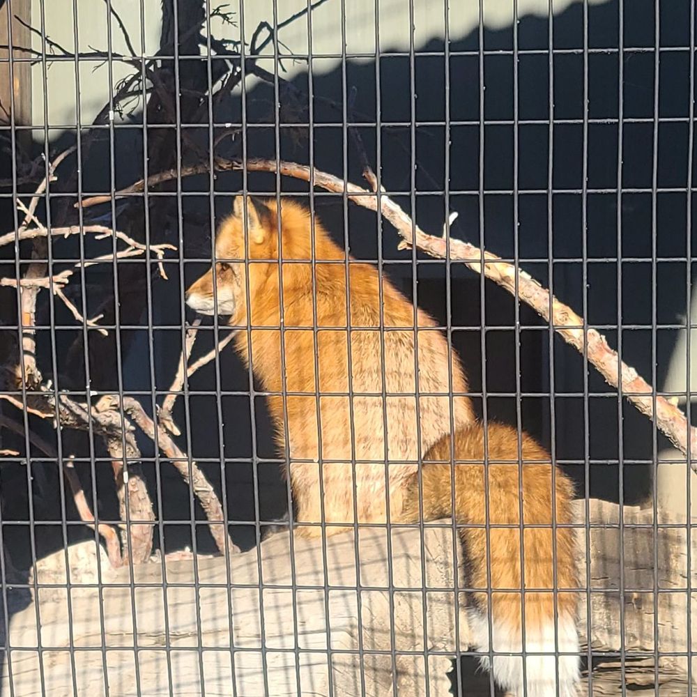 Big Bear Alpine Zoo - Zoos Near Me - Big Bear Lake, California Big Bear Alpine Zoo - Zoos Near Me - Big Bear Lake, California