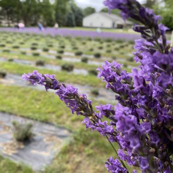 Hickory Creek Lavender Farm - Fresh picked lavender - Attraction Farms Near Me - Stevensville, Michigan Hickory Creek Lavender Farm - Fresh picked lavender - Attraction Farms Near Me - Stevensville, Michigan