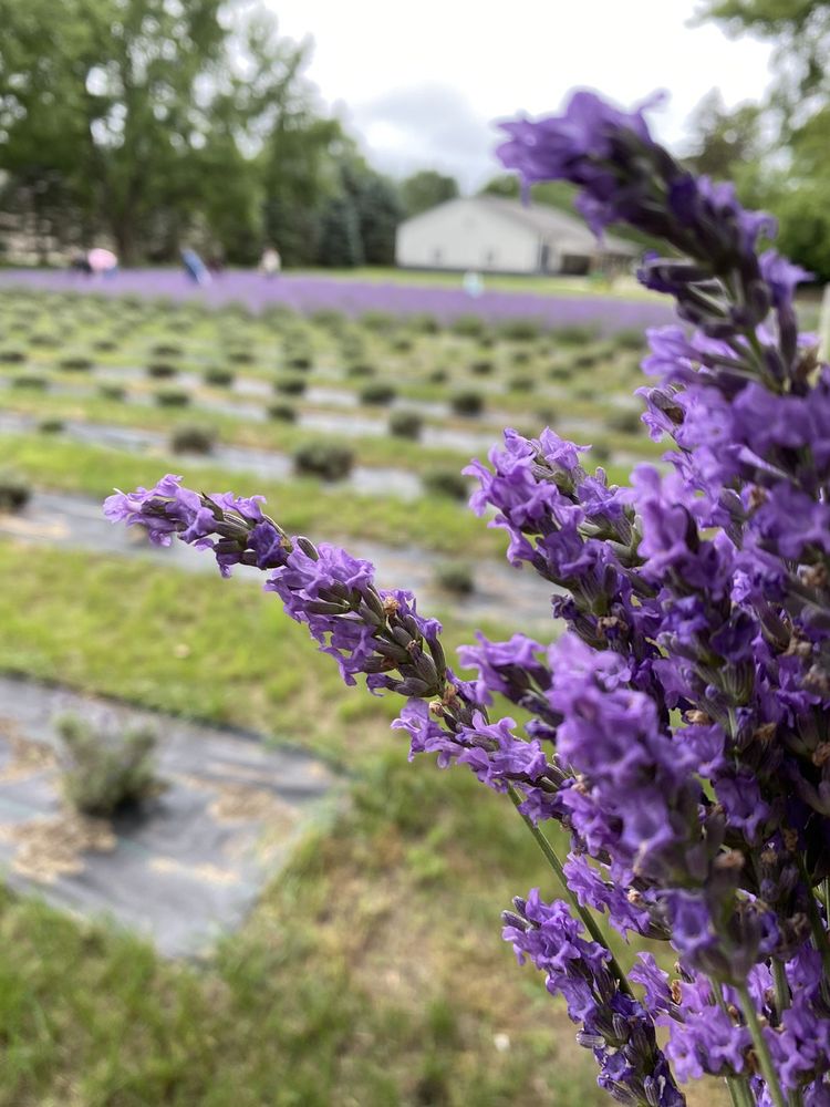 HICKORY CREEK LAVENDER FARM Updated June 2024 5291 Saint Joseph Ave