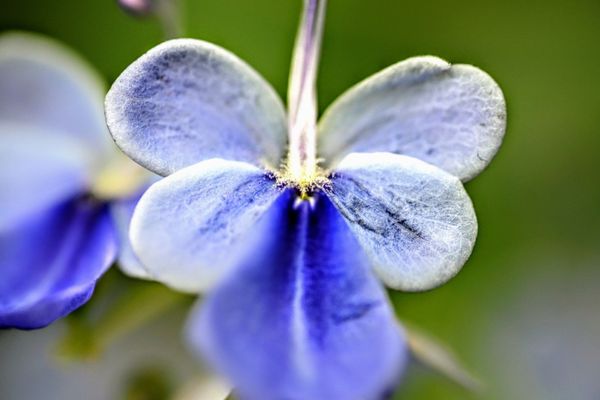 Photo of Garfield Park Conservatory - Chicago, IL, US. Macro shot