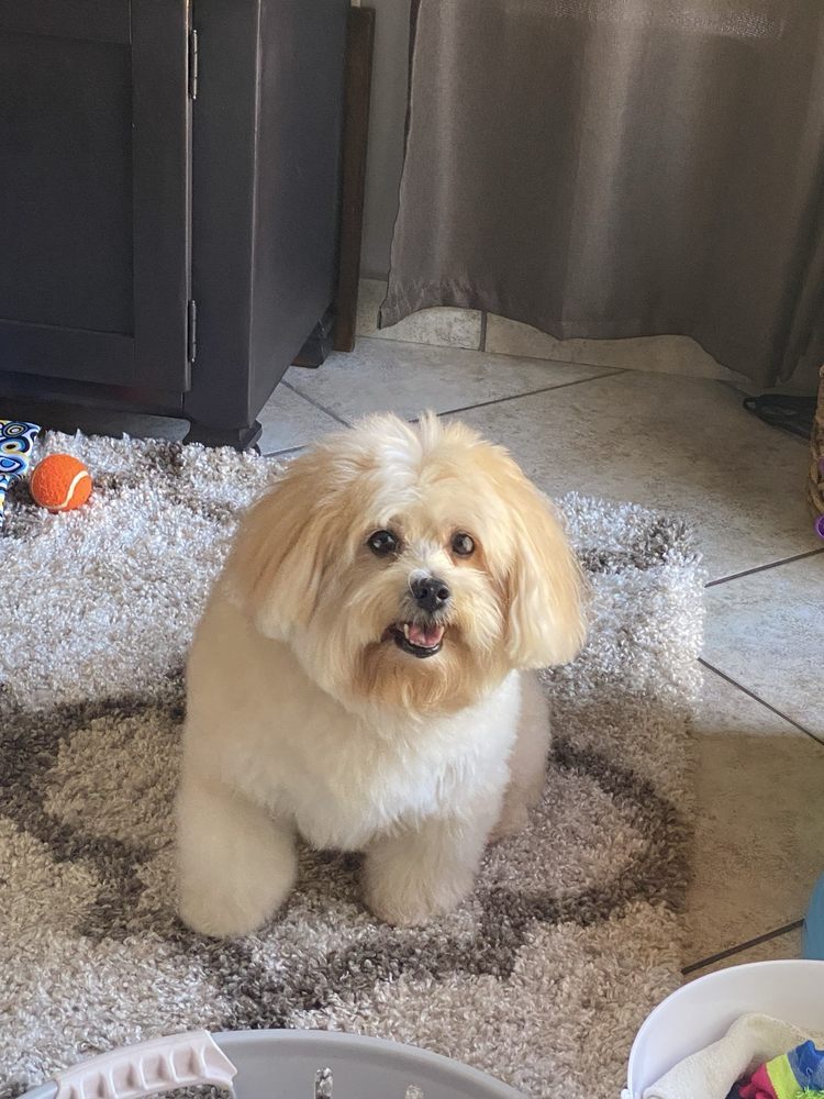 Town & Country Pet Center Image