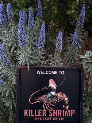 Killer Shrimp by null