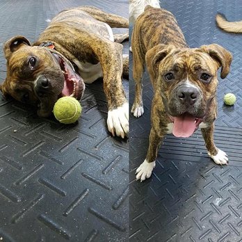 My Petropolis - Pet Groomers Near Me - Toronto, Ontario