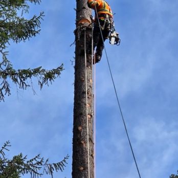 Tree Contractors Northwest - Tree Services Near Me - Ridgefield, Washington Tree Contractors Northwest - Tree Services Near Me - Ridgefield, Washington