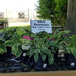 Geremia Farms - Perennials- BOGO