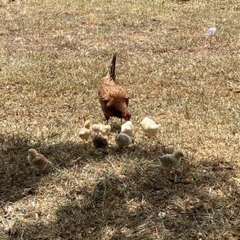Waikapu On 30 - Chicken with its babies near the eating benches. - Hawaiian Near Me - Wailuku, Hawaii Waikapu On 30 - Chicken with its babies near the eating benches. - Hawaiian Near Me - Wailuku, Hawaii