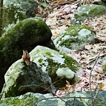 Prospect Mountain - There were plenty of chipmunks along the way. - Hiking Near Me - Lake George, New York