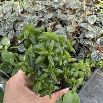 Cook's Farm & Greenhouse - Peperomia axillaris, commonly known as Taco Leaf Peperomia - Nurseries & Gardening Near Me - Orem, Utah Cook's Farm & Greenhouse - Peperomia axillaris, commonly known as Taco Leaf Peperomia - Nurseries & Gardening Near Me - Orem, Utah