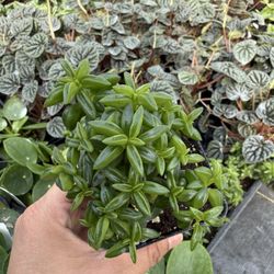 Cook's Farm & Greenhouse - Peperomia axillaris, commonly known as Taco Leaf Peperomia