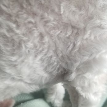 Pawtastic - The cut is under the inside of his arm - Pet Groomers Near Me - Tustin, California Pawtastic - The cut is under the inside of his arm - Pet Groomers Near Me - Tustin, California