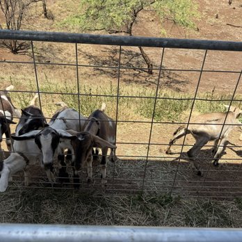 Surfing Goat Dairy - Goats - Cheese Shops Near Me - Kula, Hawaii Surfing Goat Dairy - Goats - Cheese Shops Near Me - Kula, Hawaii