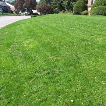 Turfology LLC - After lawn renovation, this lawn was power thatched, and aeration. - Lawn Services Near Me - York, Pennsylvania Turfology LLC - After lawn renovation, this lawn was power thatched, and aeration. - Lawn Services Near Me - York, Pennsylvania
