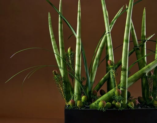 IXIA by null