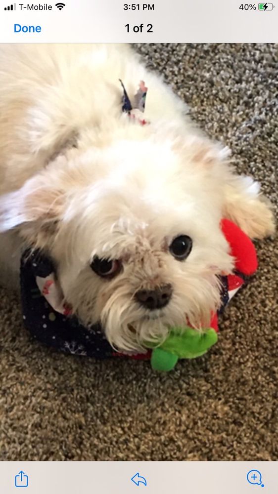 ANIMAL HOUSE GROOMING with 11 real customer photos Updated August 2024 15701 Wolf Rd, Orland