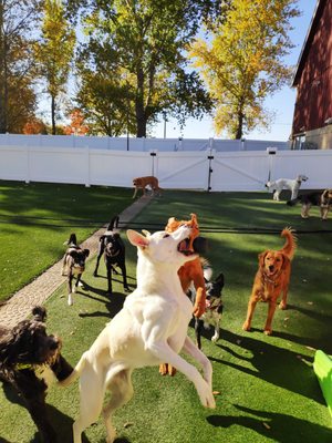 Red Barn Pet Retreat 19520 Stieg Rd Corcoran Mn Boarding Kennels Mapquest