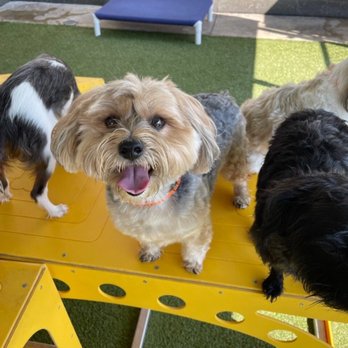 PetSuites Indianapolis Northwest - Pet Groomers Near Me - Indianapolis, Indiana