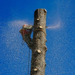 All Seasons Tree Service