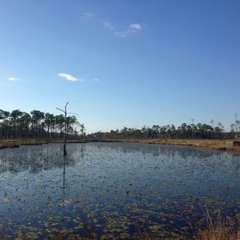 Big Branch Marsh - Boy Scout Road - Hiking Near Me - Lacombe, Louisiana