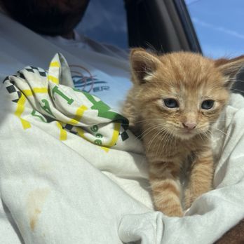 Amazing Small Animal Practice - Kitten - Veterinarians Near Me - Gardena, California Amazing Small Animal Practice - Kitten - Veterinarians Near Me - Gardena, California