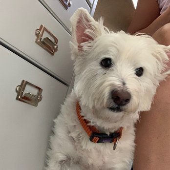 PetSmart - Before he was a happy Westie - Pet Training Near Me - Trinity, Florida PetSmart - Before he was a happy Westie - Pet Training Near Me - Trinity, Florida
