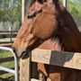 Photo of Ravenwood Equestrian