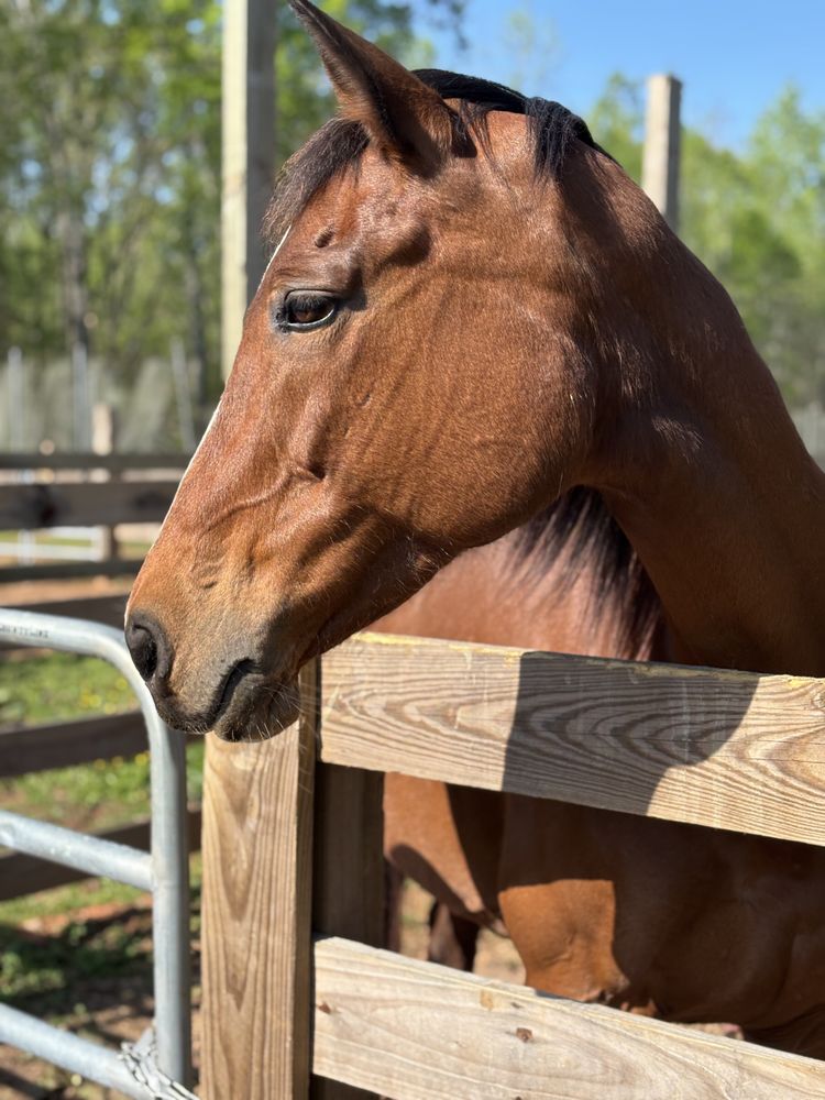 Ravenwood Equestrian - equestrian in Holly Springs, GA