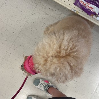 PetSmart - Ginger sitting calmly with her muzzle for her and my protection. You aren't supposed to greet any ESA animal - Pet Stores Near Me - Pensacola, Florida PetSmart - Ginger sitting calmly with her muzzle for her and my protection. You aren't supposed to greet any ESA animal - Pet Stores Near Me - Pensacola, Florida