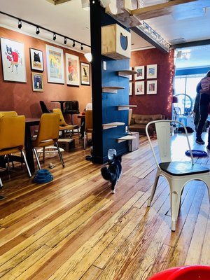 Denver Cat Company by null