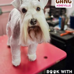 Woof Gang Bakery & Grooming Asheville - Breed specific grooms done to perfection at Woof Gang Asheville!