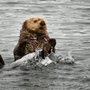 Photo of NW Explorations - Bellingham WA
