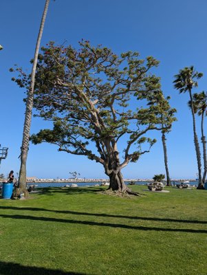 Alamitos Park by null