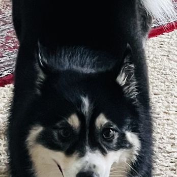 Dogs In Styles Mobile Grooming - Most beautiful girl on the world--thank you Joe! - Pet Groomers Near Me