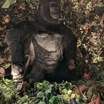 Rainforest Cafe - American Near Me - San Antonio, Texas Rainforest Cafe - American Near Me - San Antonio, Texas